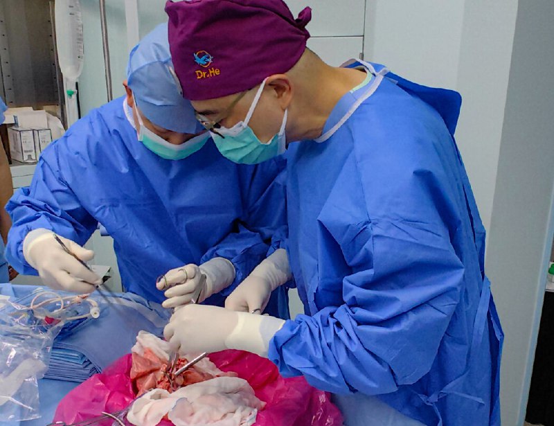 中国科学家完成全球首例猪肺移植到人体手术